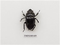 藏品(鬼艷鍬形蟲)的圖片